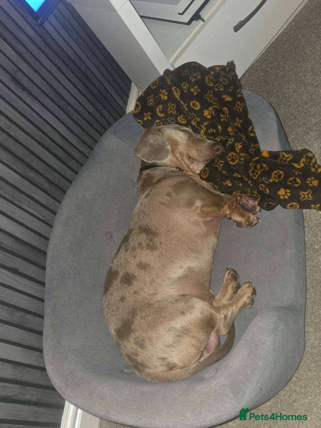 Miniature Dachshund dogs for sale: GUCCI in Wolverhampton - Advert 2