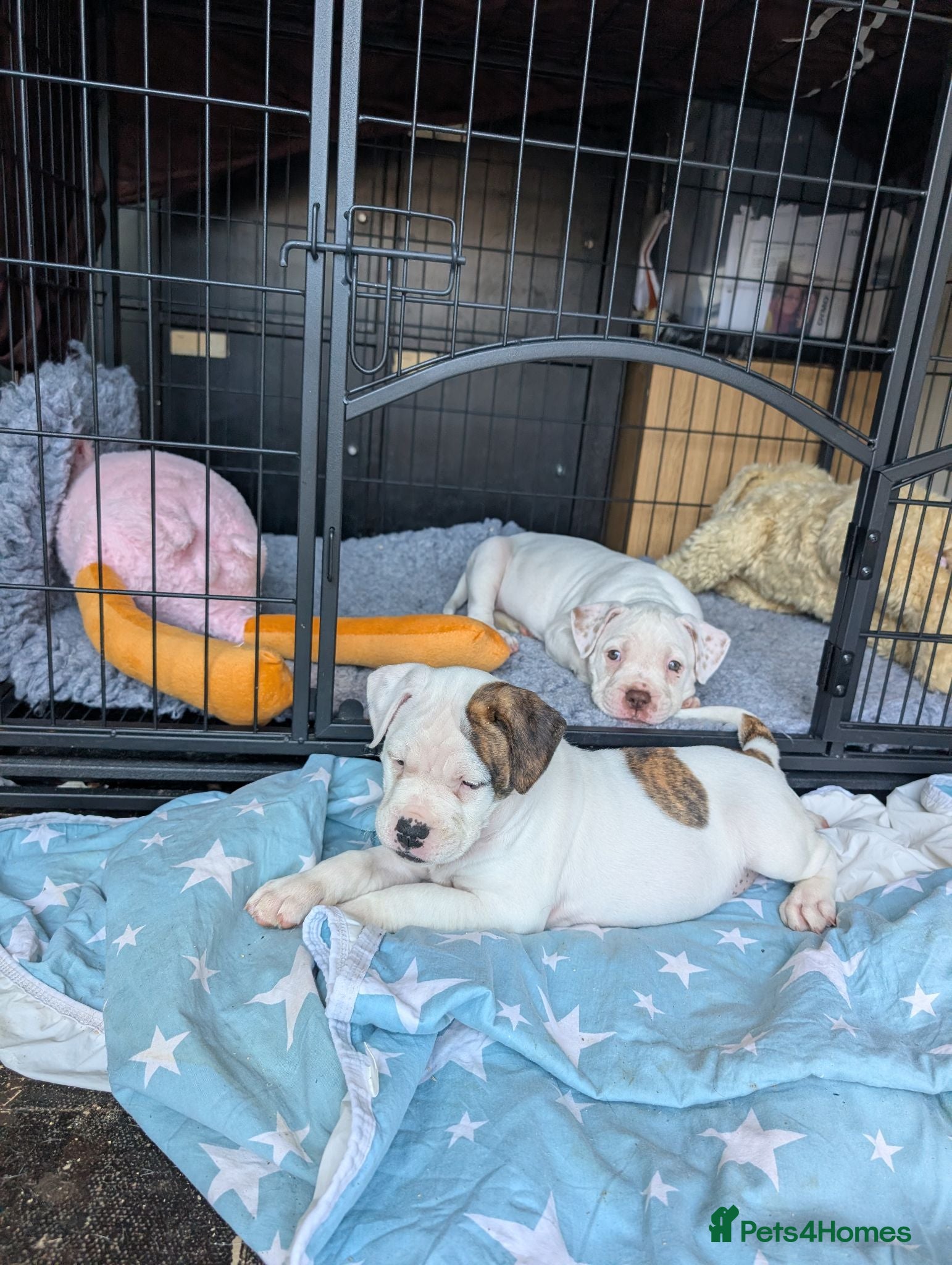 American Bulldog dogs Johnson American bulldog puppies - Advert 2