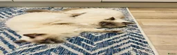 Ragdoll cats for sale: Beautiful Bonded Pair of Ragdoll Cats for Sale - Advert 5