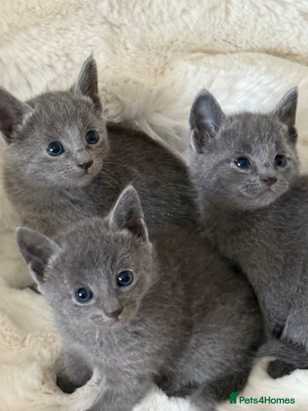 Russian Blue cats for sale: GCCF RUSSIAN BLUE KITTENS  💙🩷🐾 in Manchester - Image 23