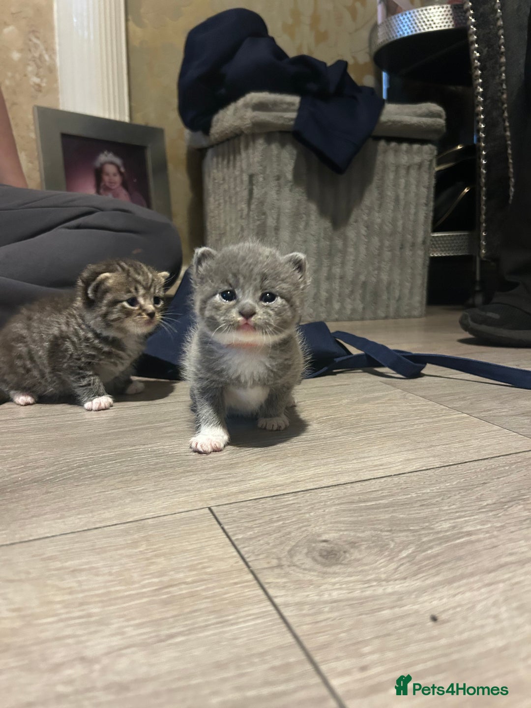 Persian cats for sale: Beautiful Persian kittens / 1 mixed breed  - Image 8