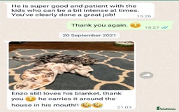 British Shorthair cats for sale: Your Furry Fantasy Awaits! - Image 29