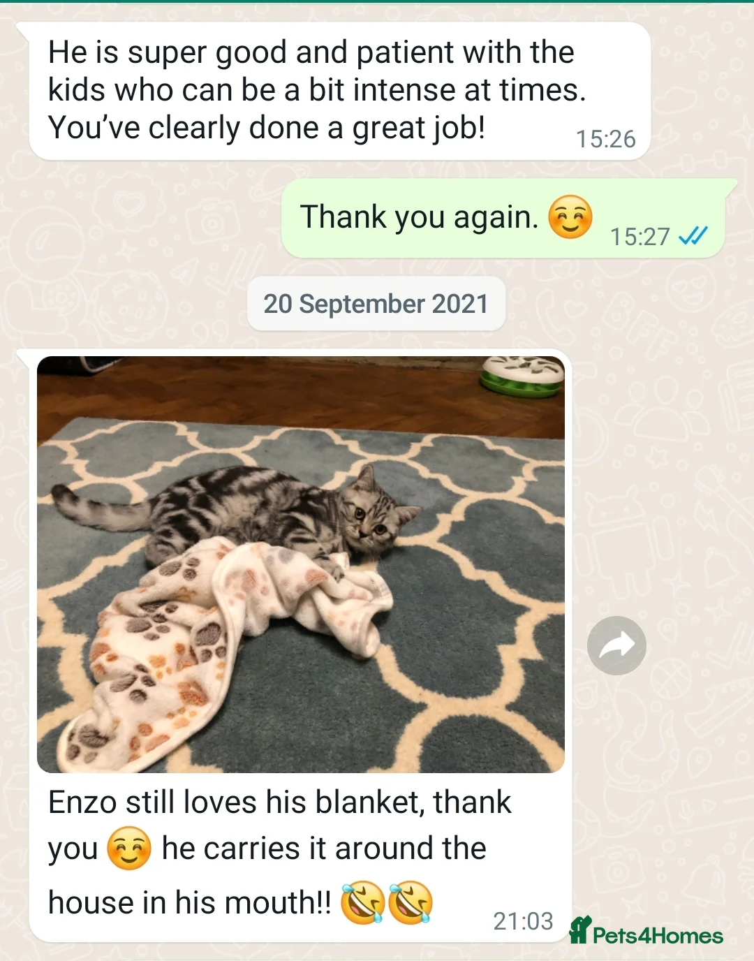 British Shorthair cats for sale: Your Furry Fantasy Awaits! - Advert 28