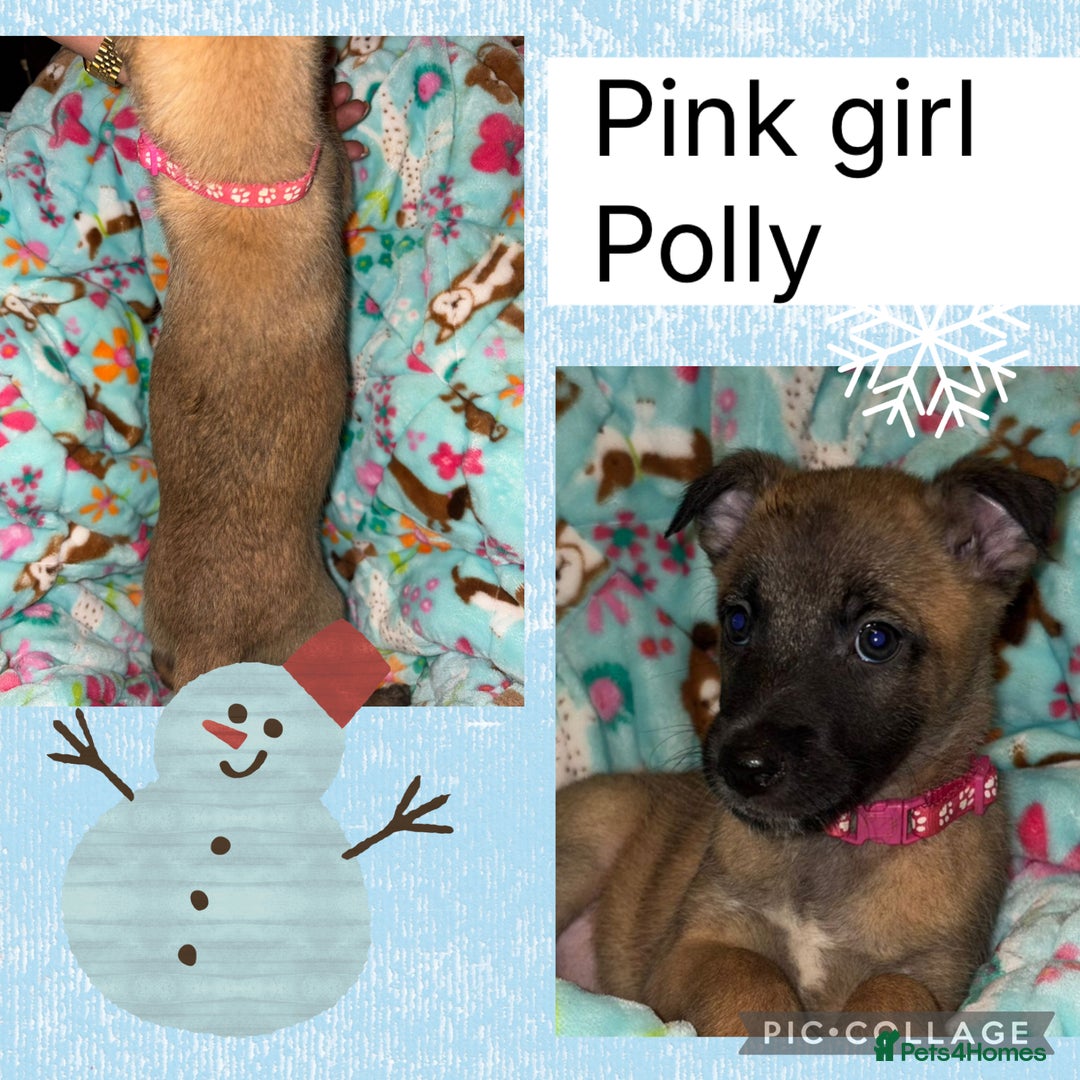 Belgian Shepherd Dog dogs for sale: 🐾 Belgian Malinois x Dutch Herder Puppies 🐾 - Advert 22