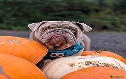 English Bulldog dogs for stud: Lowkey, Pink & Fluffy carrier Proven Stud!  - Image 9