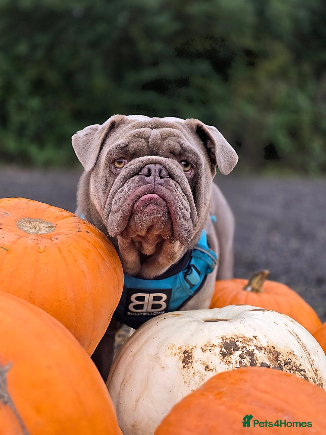 English Bulldog dogs for stud: Lowkey, Pink & Fluffy carrier Proven Stud!  - Image 9