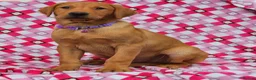 Labrador Retriever dogs for sale: 🩵🩵 2 KC Reg Dark Fox Red Labrador Pups!!🩵🩵  - Advert 11