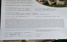 Golden Retriever dogs for sale: Puppy aged 8 months, must be rehomed. - Image 11