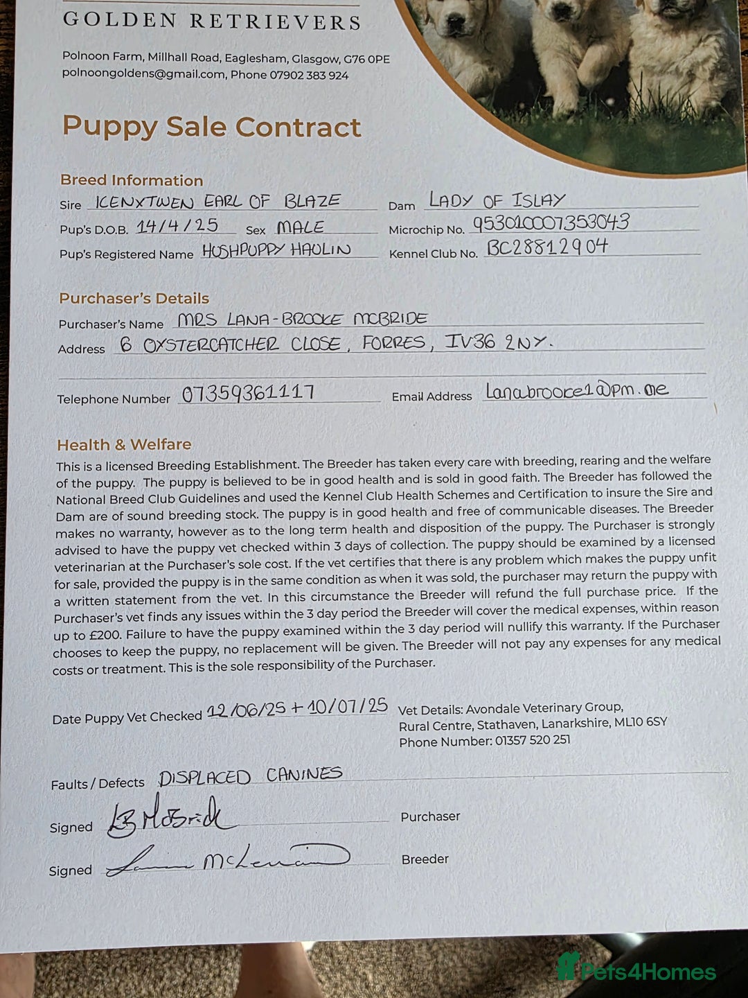 Golden Retriever dogs for sale: Puppy aged 8 months, must be rehomed. - Image 11