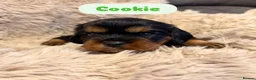 Cavalier King Charles Spaniel dogs for sale: 5 Beautiful Cavalier Puppies  in Stockport - Advert 10