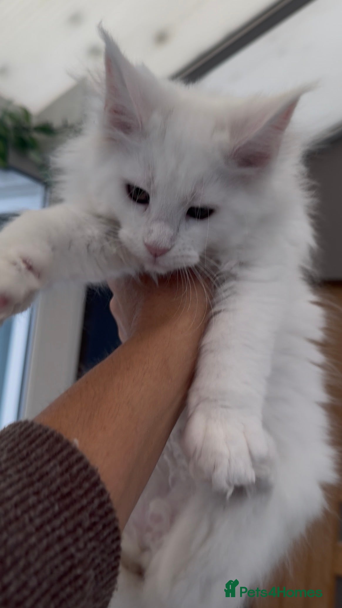 Maine Coon cats  SEVERAL LITTERS AVAILABLE  - Advert 14