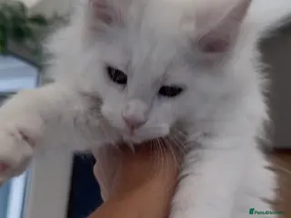 Maine Coon cats SEVERAL LITTERS AVAILABLE - Advert 14