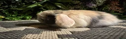 Mini Lop rabbits for sale: Superb pure bred mini lops available  - Advert 16