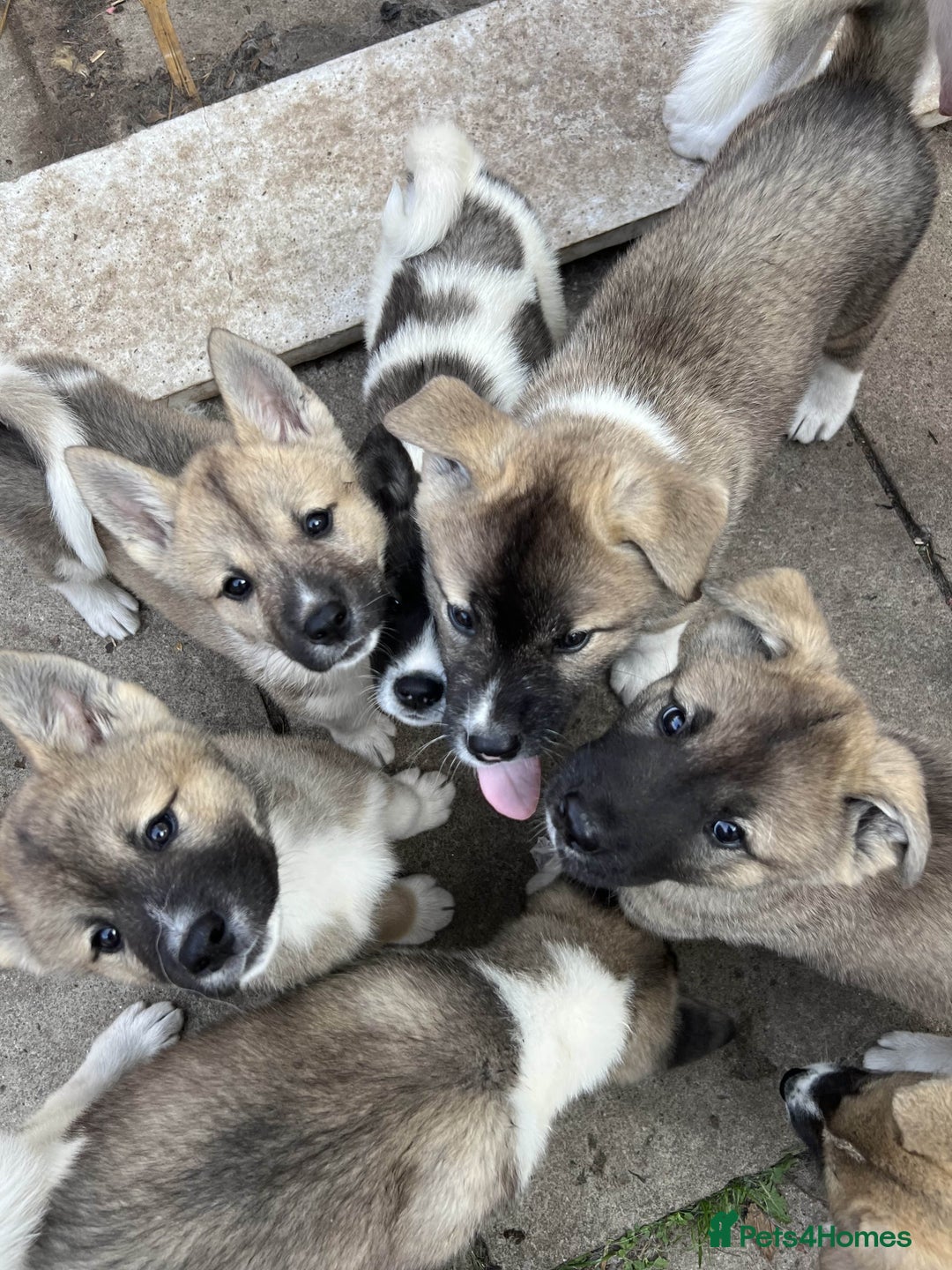 Akita dogs for sale: Ready Now! American Akita Puppies in Liverpool - Image 5