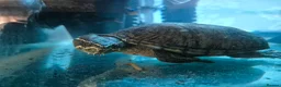 Turtle reptiles for sale: MUSK TURTLE FOR SALE FEMALE 5 YEAR OLD in Preston - Advert 5