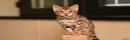 Bengal cats for sale: Registered pedigree bengal kittens - Advert 20