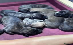 Lurcher dogs for sale: Whippet/greyhound/bull X greyhound/whippet/collieX - Image 8