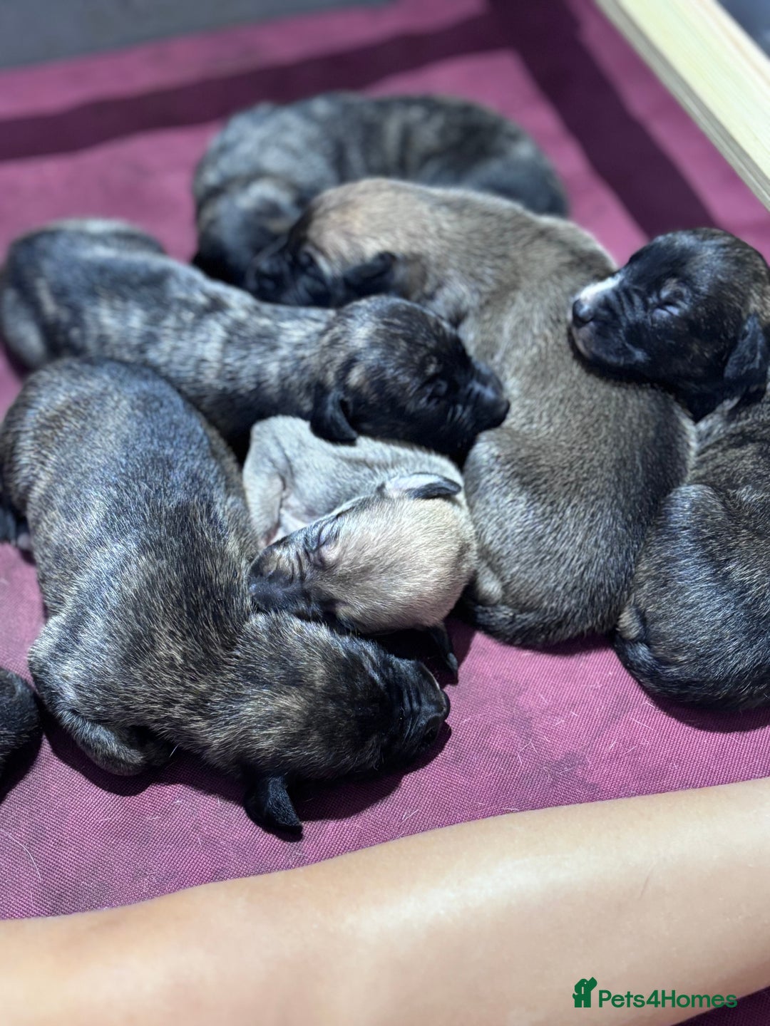 Lurcher dogs for sale: Whippet/greyhound/bull X greyhound/whippet/collieX - Image 8