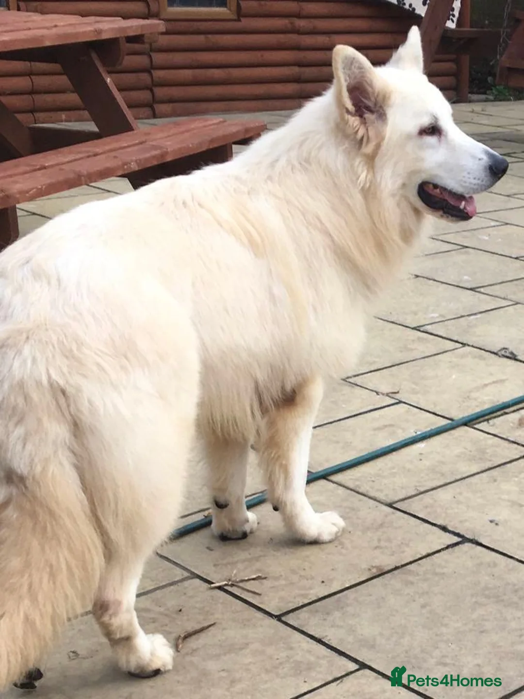 German Shepherd dogs for stud: KC Reg Basil At Stud Fully Health Tested  in Wisbech - Advert 2