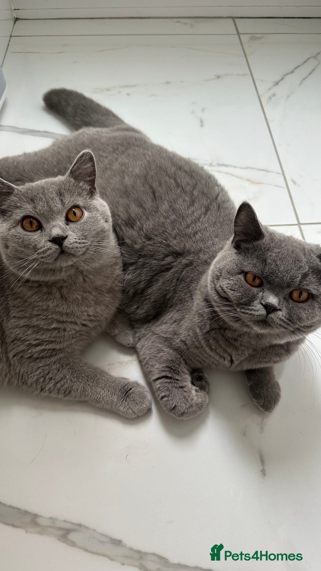 British Shorthair cats for sale: 🏆Champions line🏆BSH Blue kittens  - Image 11