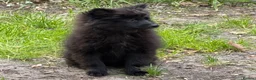Pomeranian dogs for sale: Gorgeous Pomeranian puppies in London - Advert 9