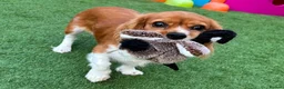 Cavalier King Charles Spaniel dogs for sale: 7 month old king charles spaniel in Littlehampton - Advert 12