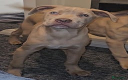 Mixed Breed dogs for sale: Cane Corso/Presa Canario Molloser dogs  - Advert 3