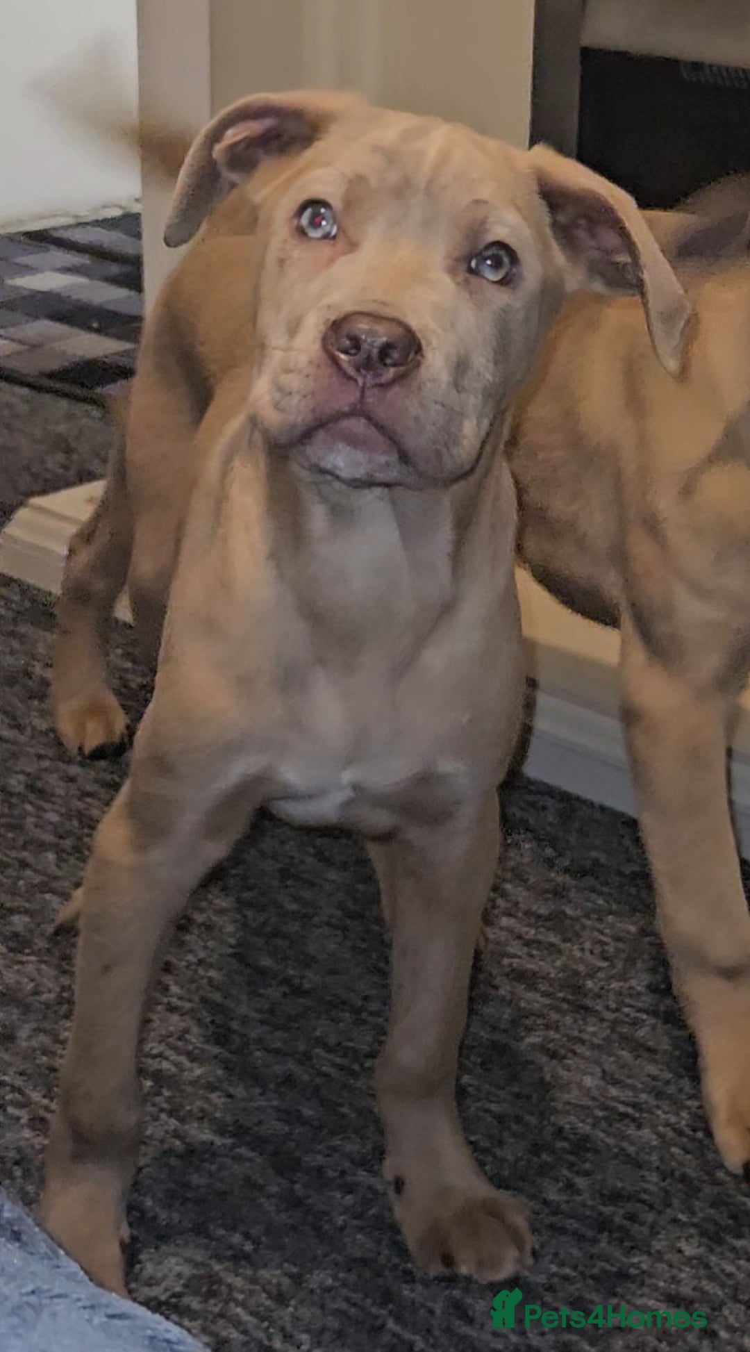 Mixed Breed dogs for sale: Cane Corso/Presa Canario Molloser dogs  - Advert 3