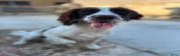 English Springer Spaniel dogs for sale: Two fabulous springer spaniels girls - Advert 5
