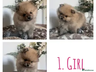 Pomeranian dogs Pomeranian pups - Advert 17