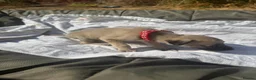 Lurcher dogs for sale: LURCHER PUPPIES  - Advert 5