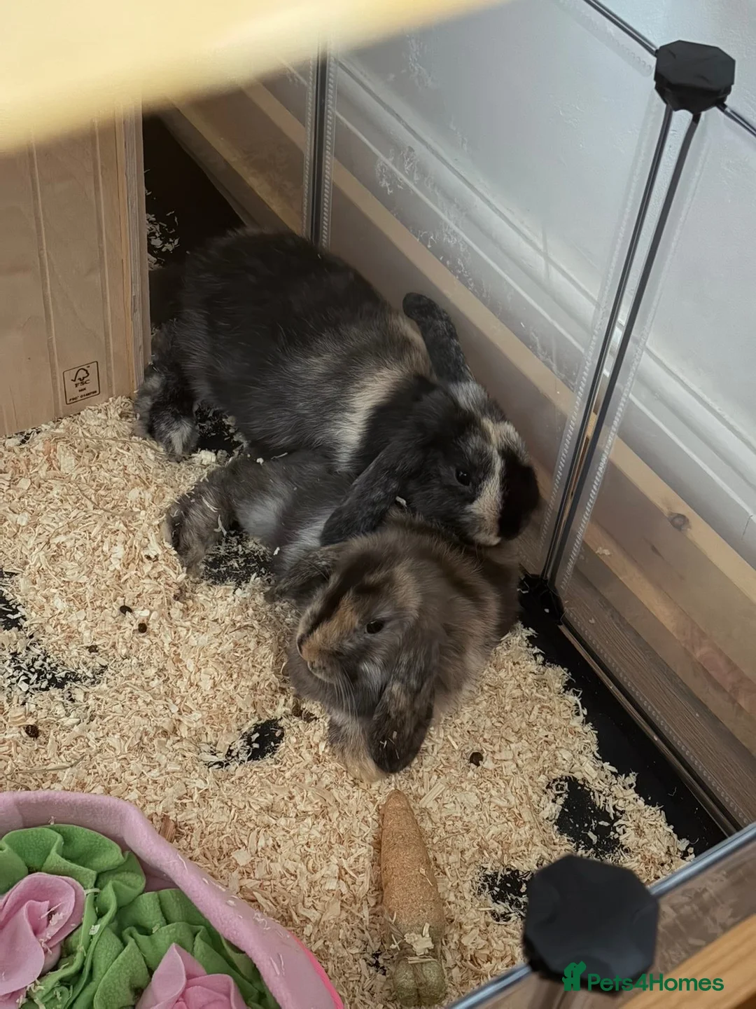 Mixed Breed rabbits for sale: 2 mixed breed boys - Advert 1