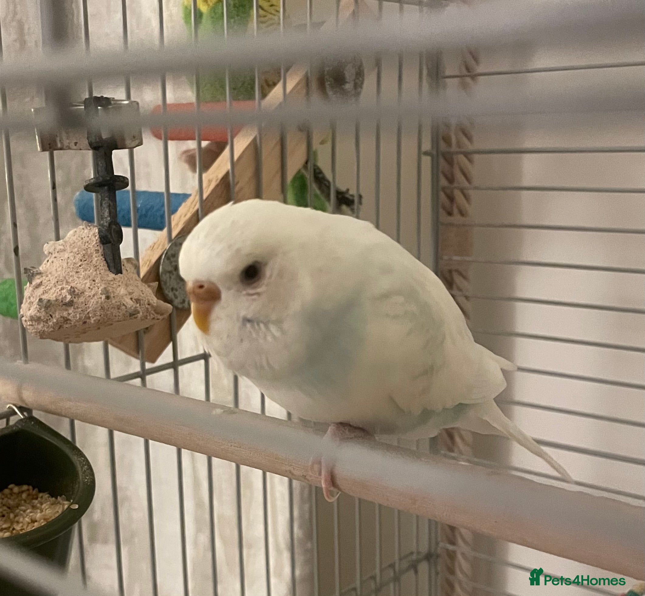 Budgerigars birds Budgie & Cage – Loving Home Wanted 🤍 - Advert 1