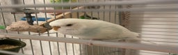 Budgerigars birds for sale: Budgie & Cage – Loving Home Wanted 🤍 - Advert 1