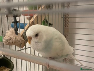 Budgerigars birds Budgie & Cage – Loving Home Wanted 🤍 - Advert 1