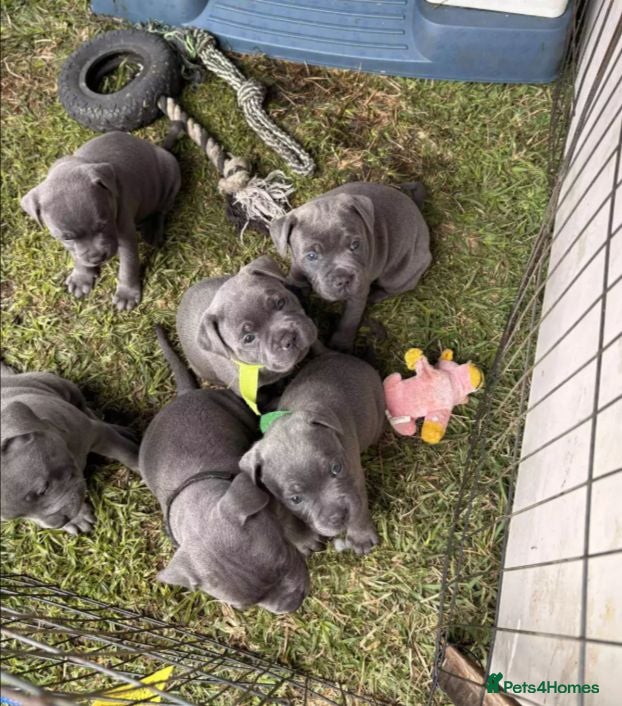 Staffordshire Bull Terrier dogs kskdalq Chunky staffy pups girls/boys - Advert 5