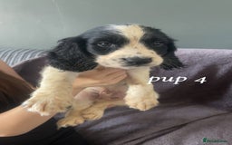 Sprocker dogs for sale: Sprocker spaniels  - Image 4