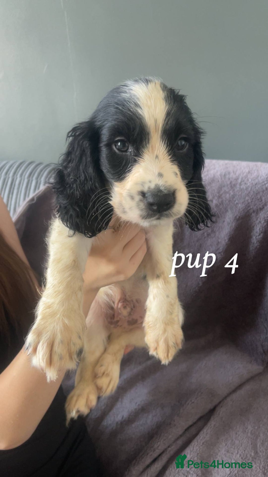 Sprocker dogs for sale: Sprocker spaniels  - Image 4