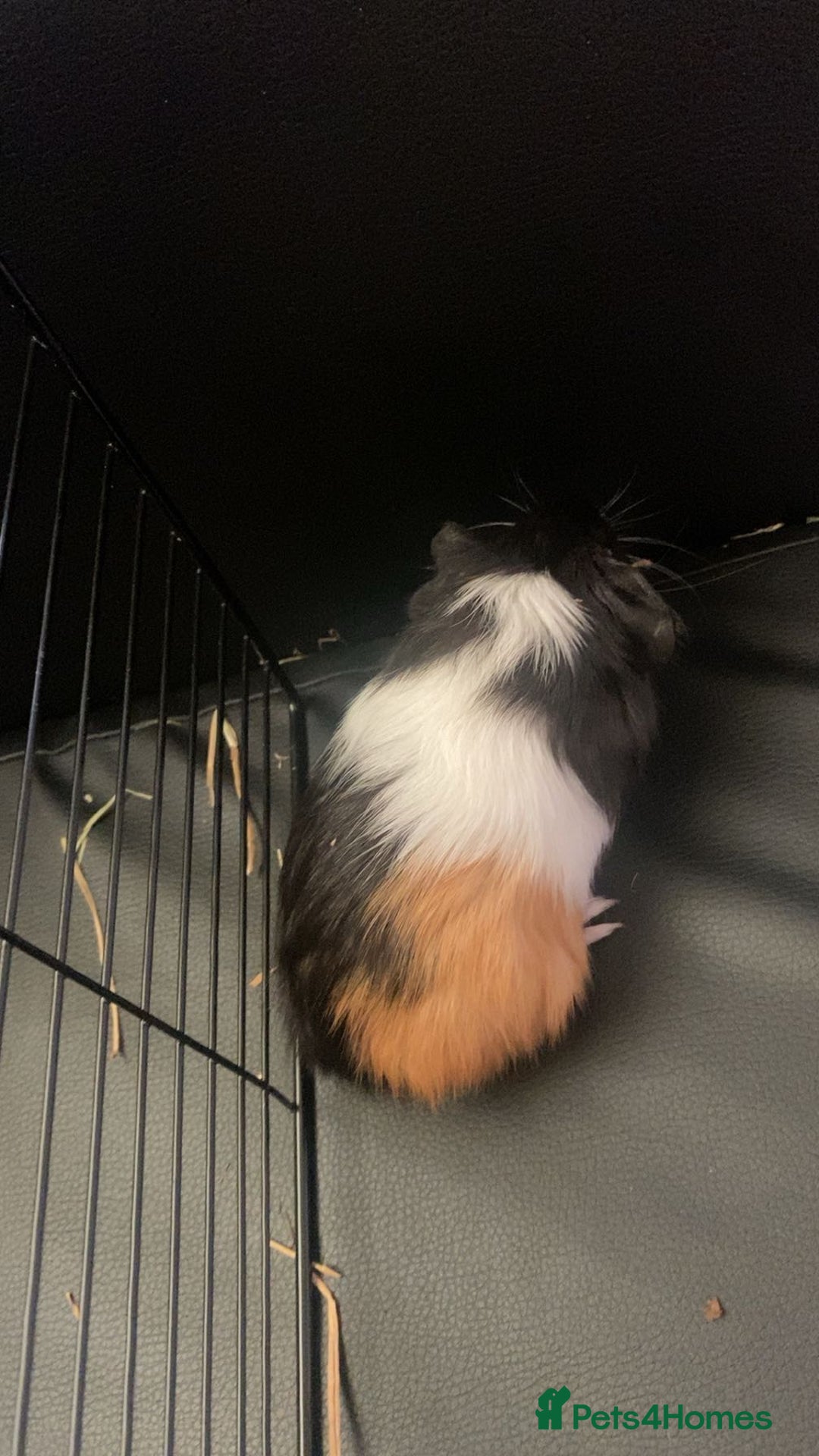 Guinea Pig rodents for sale: 2 female guinea pigs  - Image 2
