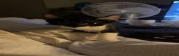 Mixed Breed cats for sale: 3 cuddly kittens for rehome - Advert 12