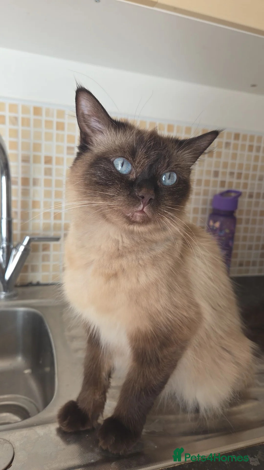 Ragdoll cats for sale: Beautiful kittens  in Nottingham - Advert 1