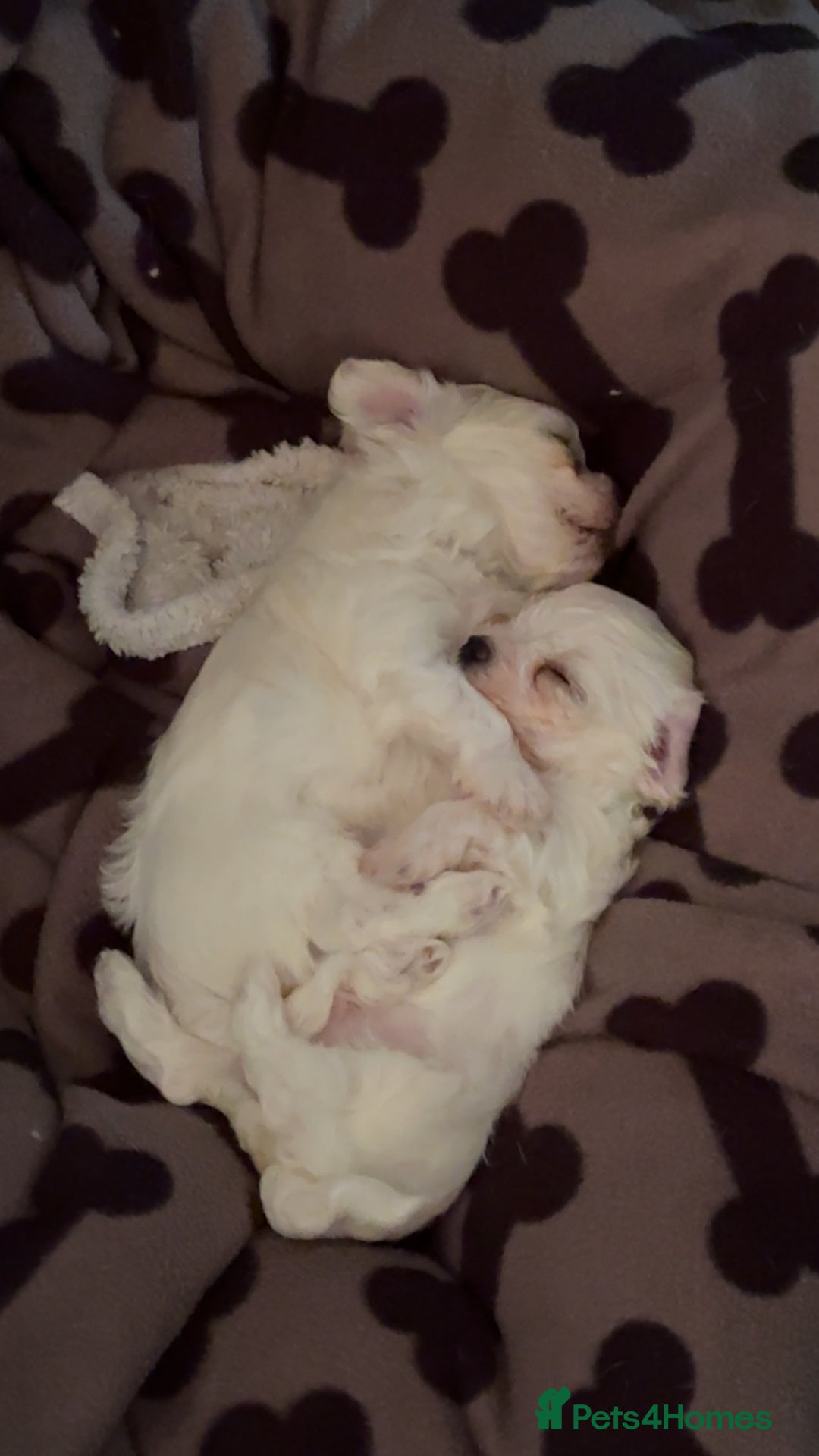 Maltese dogs for sale: Kc Maltese boys 💙💙 - Image 7
