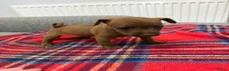 Patterdale Terrier dogs for sale: Patterdale terrier pups  - Advert 5