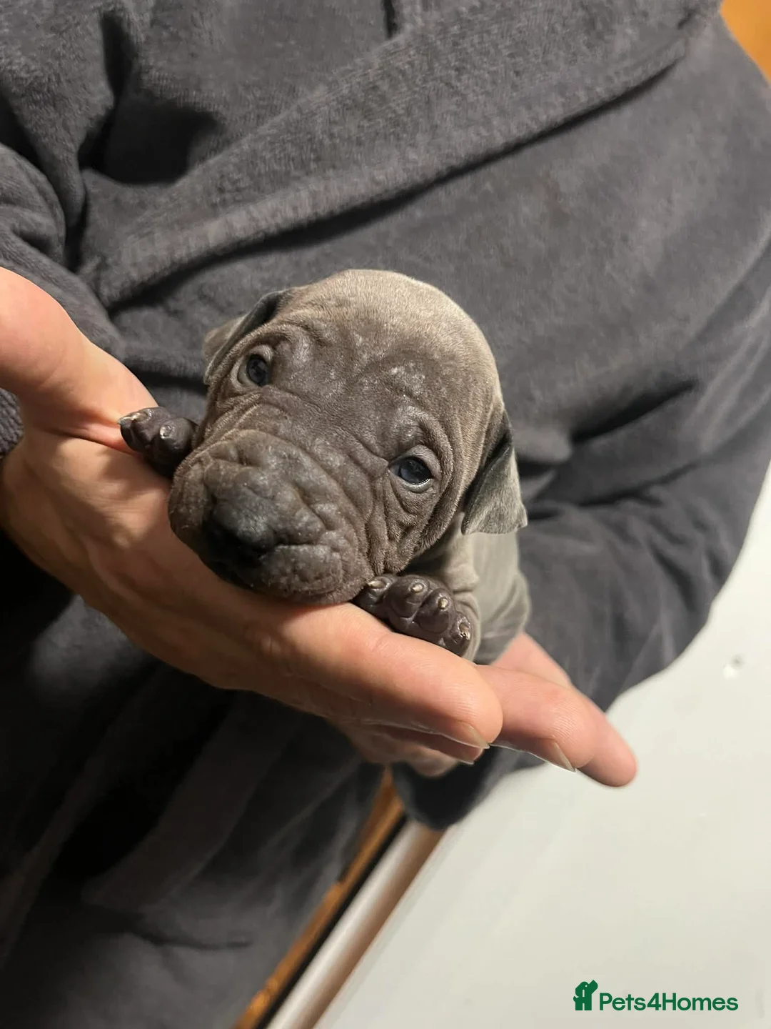Thai Ridgeback dogs for sale: (New pictures)Thai Ridgeback puppy’s 🏆 - Advert 12