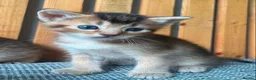 Abyssinian cats for sale: Beautiful British Shorthair x Abyssinian Kittens - Advert 9