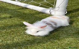 Lionhead rabbits for sale: Lionhead x lowered baby rabbits  - Image 8