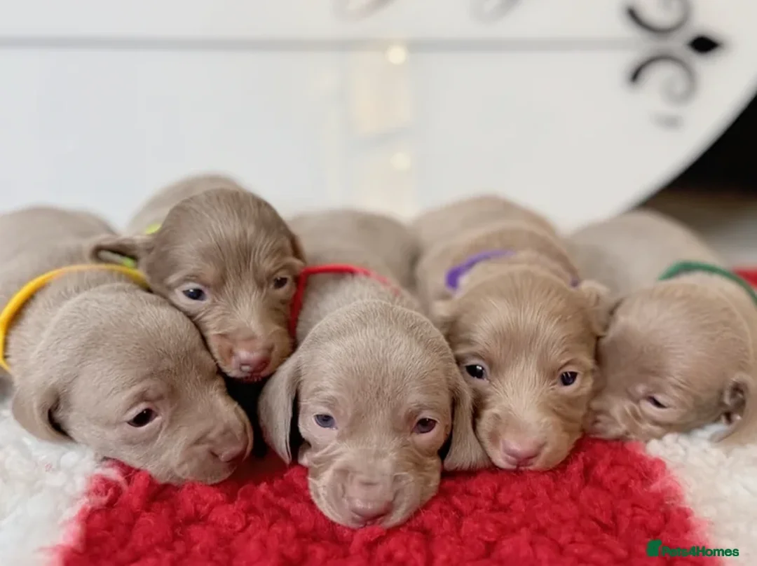 Miniature Dachshund dogs for stud: True Isabella tan long haired mini tiny KC stud  - Advert 9