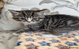 Exotic cats for sale: Exotic x kittens - Image 5