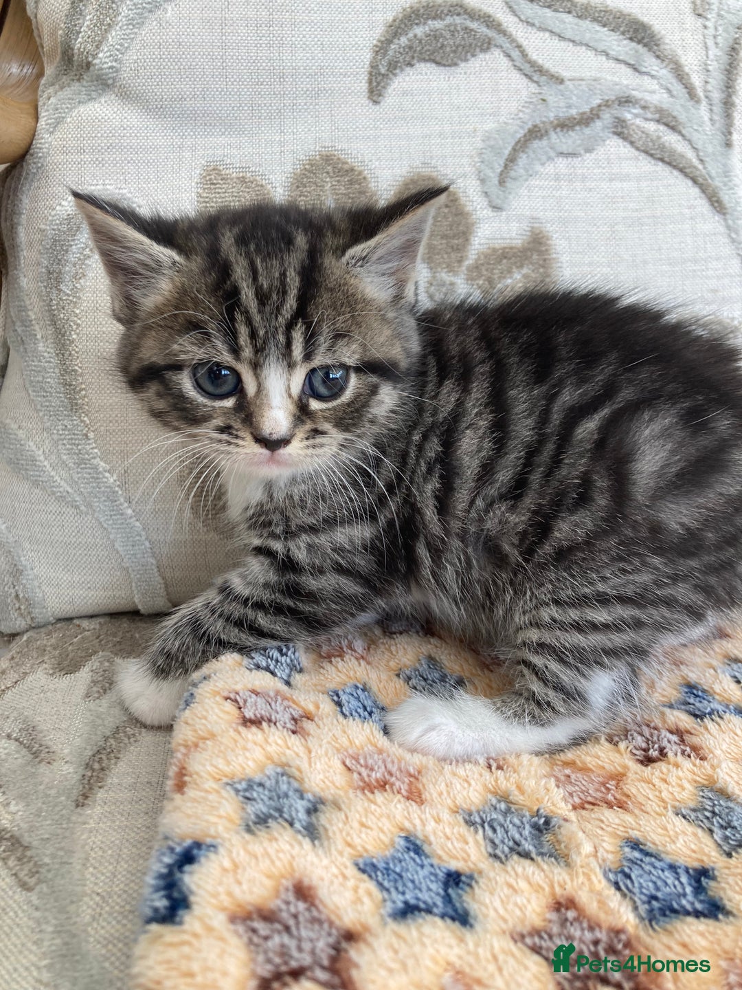 Exotic cats for sale: Exotic x kittens - Image 5