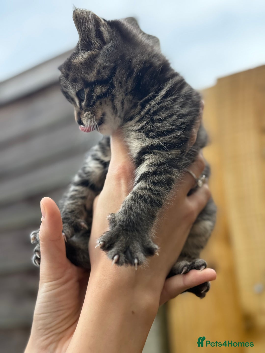 Scottish Fold cats for sale: Adorable Scottish Fold Cross Kittens - Advert 5